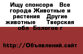 Ищу спонсора - Все города Животные и растения » Другие животные   . Тверская обл.,Бологое г.